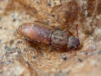 Monotoma quadrifoveolata