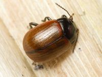 Chrysolina reitteri