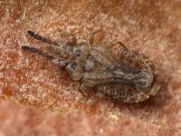 Aradus cinnamomeus