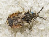 Aradus depressus