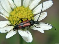 Stenurella bifasciata