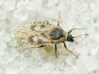Dictyla echii