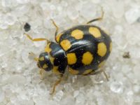 Coccinula quatuordecimpustulata