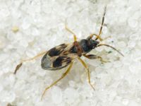 Scolopostethus