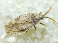 Tingis (Tingis) crispata