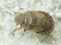Sciocoris umbrinus