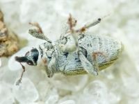Sibinia (Sibinia) subelliptica
