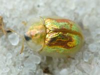 Cassida (Mionycha) subreticulata