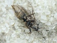 Ortholomus punctipennis