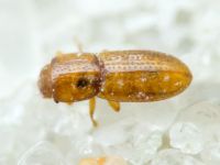 Anommatus