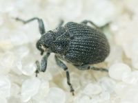Ceutorhynchus puncticollis