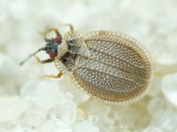 Acalypta nigrina