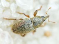 Tychius