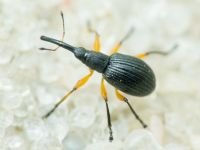 Apioninae