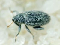 Pseudorchestes