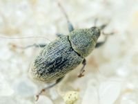 Sibinia (Sibinia) subelliptica