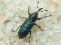 Mecinus janthinus