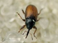 Mecinus plantaginis