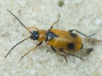 Phyllobrotica elegans