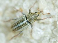 Curculionidae