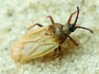 Catoplatus nigriceps