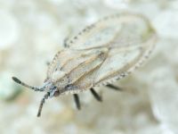 Tingis (Tingis) grisea