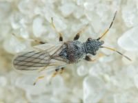 Microplax interrupta