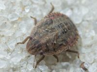 Sciocoris