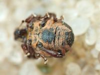 Rhinoncus leucostigma