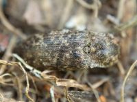 Elateridae