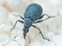 Apioninae