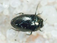 Trachys scrobiculatus