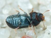 Orthocis lucasi