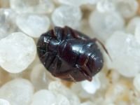 Abraeus perpusillus