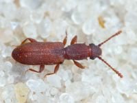 Silvanus bidentatus