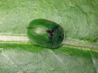 Cassida (Cassida) rubiginosa