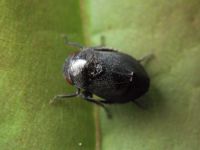 Penthimia nigra