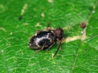 Ptinus rufipes
