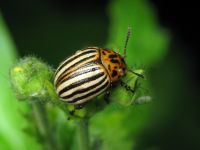 Leptinotarsa decemlineata