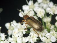 Orsodacne cerasi