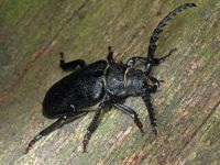 Prionus coriarius