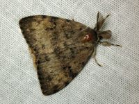 Lymantria dispar