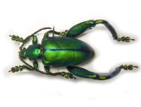 Sagra longicollis