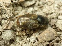 Aphodius (Melinopterus) prodromus