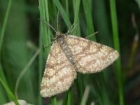 Ematurga atomaria