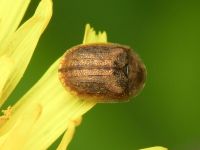 Hypocassida