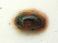 Scymnus frontalis