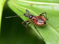 Rhynocoris annulatus