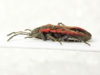 Melanocoryphus tristrami