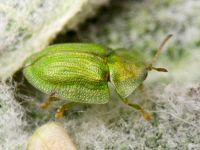 Cassida (Cassida) prasina